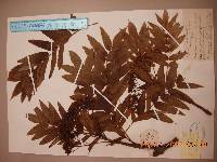 Sorbus ulleungensis image