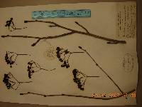 Sorbus commixta image