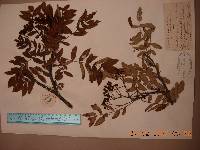 Sorbus amabilis image