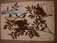 Sorbus amabilis image