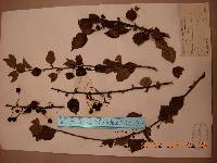 Pyrus calleryana image