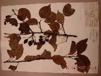 Pyrus pyrifolia image