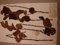 Pyrus pyrifolia image