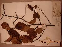 Pyrus pyrifolia image