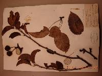Pyrus pyrifolia image