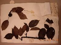 Pyrus ussuriensis image