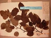 Pyrus ussuriensis image