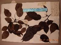 Pyrus ussuriensis image