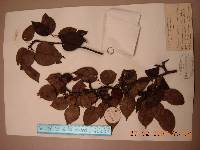 Pyrus ussuriensis image