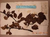 Pyrus ussuriensis image
