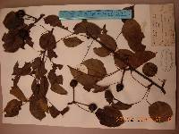 Pyrus ussuriensis image