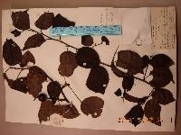 Pyrus ussuriensis image