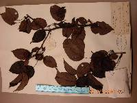 Pyrus ussuriensis image