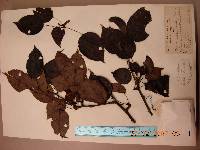 Pyrus ussuriensis image