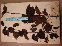 Pyrus ussuriensis image