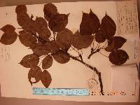 Pyrus ussuriensis image