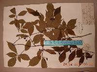 Pourthiaea villosa image