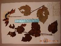 Image of Malus komarovii