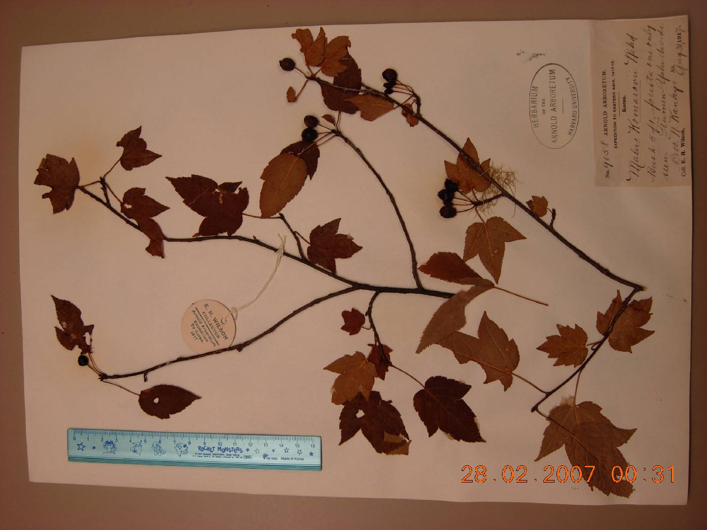 Malus komarovii image