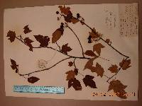 Malus komarovii image