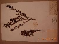 Spiraea turczaninowii image