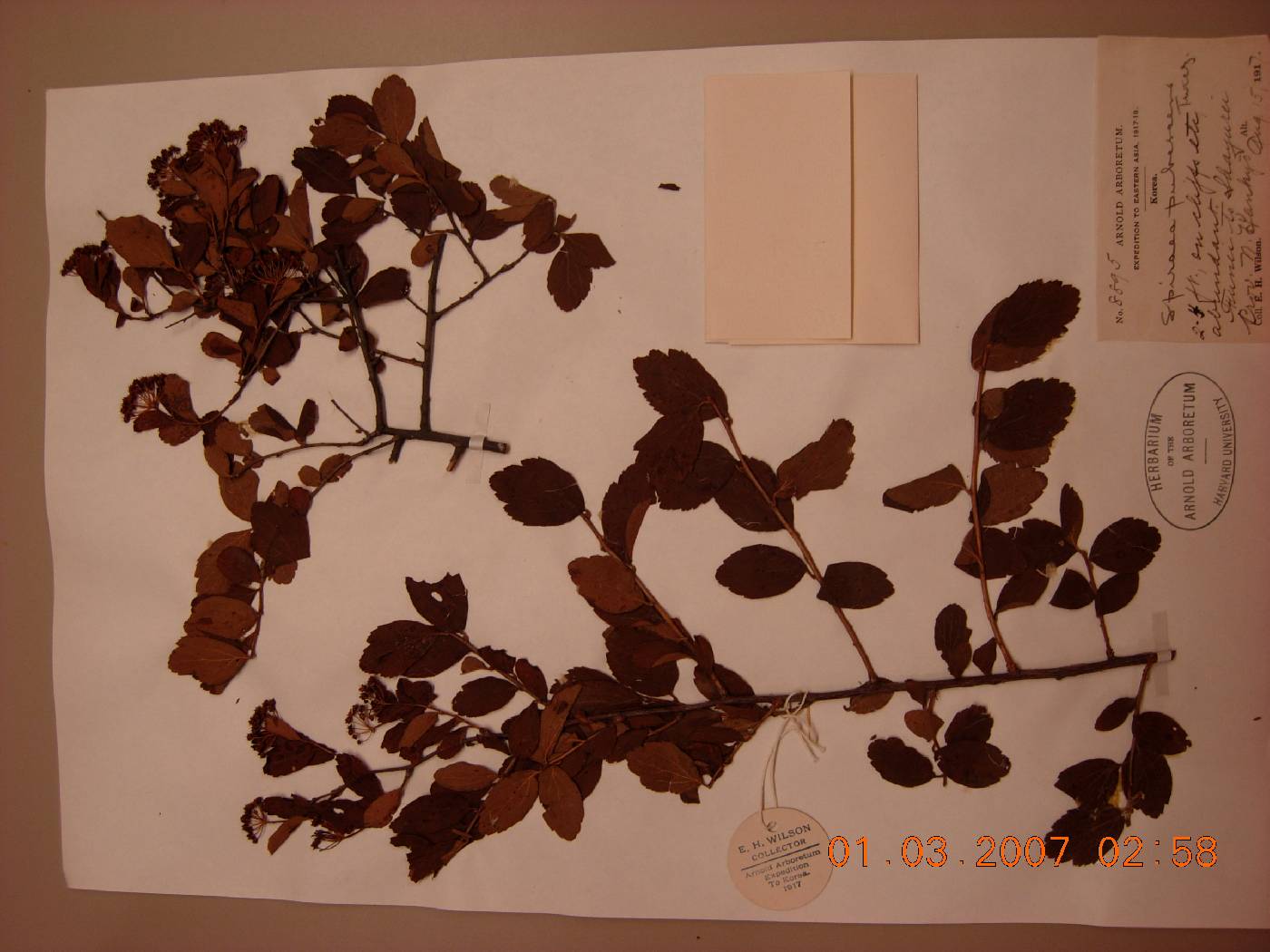 Spiraea turczaninowii image