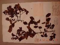 Spiraea turczaninowii image