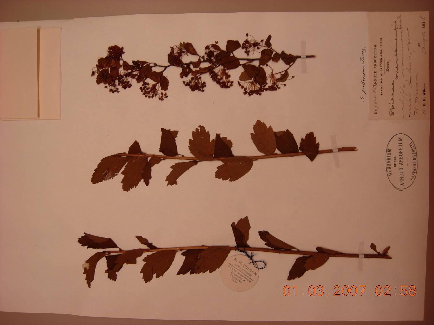 Spiraea turczaninowii image