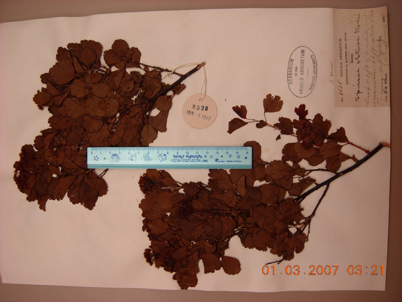 Spiraea blumei image