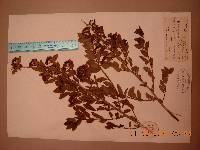 Spiraea chamaedryfolia image