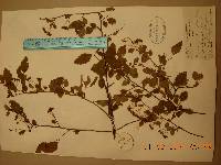 Spiraea chamaedryfolia image