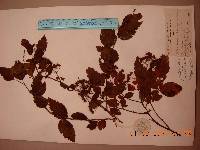 Spiraea chamaedryfolia image