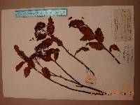 Spiraea miyabei image