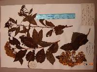 Spiraea fritschiana image