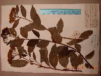 Spiraea fritschiana image