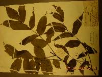 Phellodendron amurense image