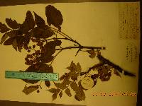 Phellodendron amurense image