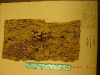 Phellodendron amurense image