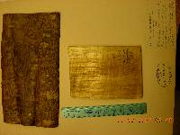 Phellodendron amurense image