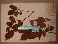 Prunus serrulata image