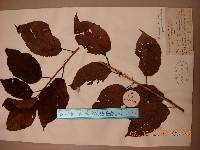 Prunus serrulata image