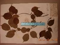 Prunus serrulata image