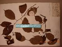 Prunus serrulata image