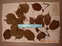 Prunus serrulata f. spontanea image