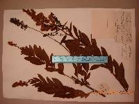 Spiraea salicifolia image