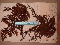 Spiraea salicifolia image