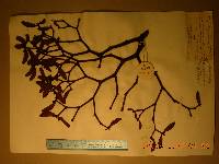 Viscum coloratum image