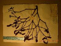 Viscum coloratum image