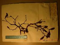 Viscum coloratum image