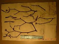 Viscum coloratum image